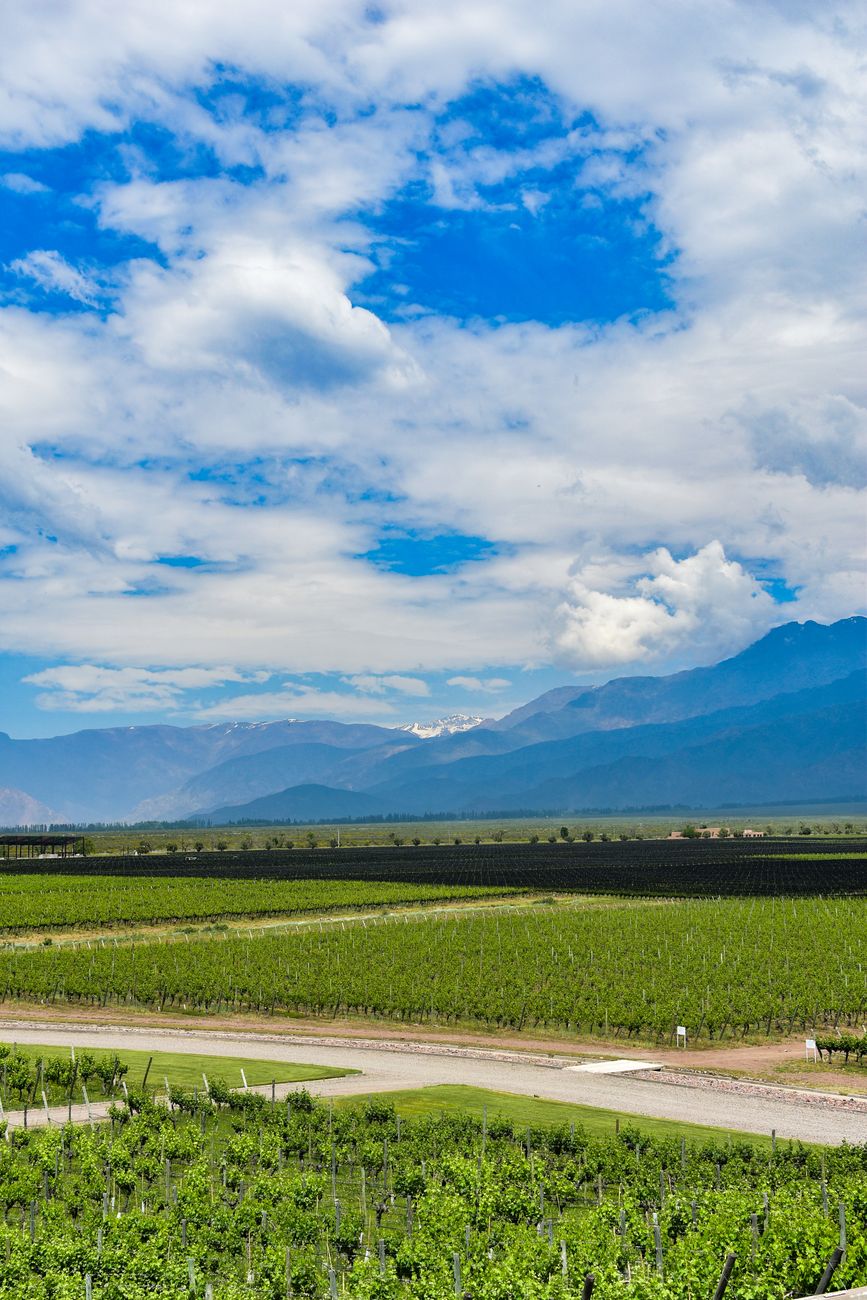 Viñedos en Valle de Uco Mendoza